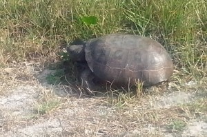 Gopher Tortise St Augustine 1 4x6