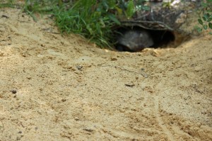 Manatee Springs 6-18 (38)b