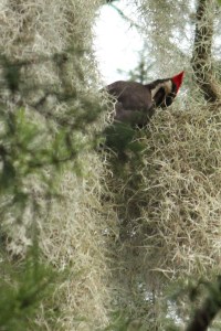 Manatee Springs 6[19 (14) Pileated 4x6