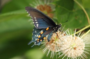 Manatee Springs 6[19 (9) 6x4