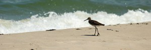 wpid-st-george-island-6-15-willet-6x2.jpg.jpeg