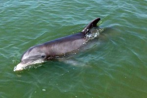 Dolphin checking us out