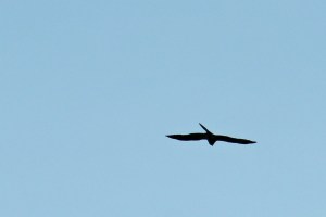 Mississippi Kite