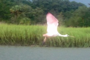 spoonbill flight