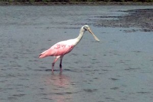 spoonbill