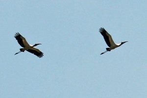 Wood storks in flight