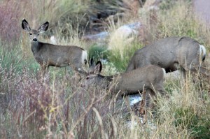 Colorado Springs Day 2 (69)