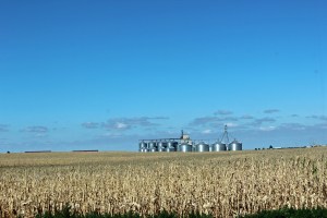Kansas cornfield