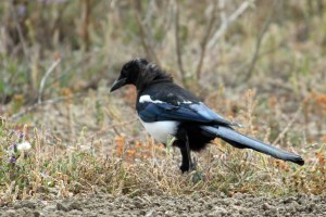 Magpie