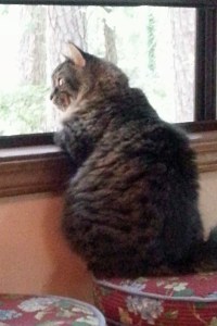 Hey out there, did you pack the cat food?