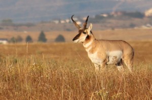 Pronghorn watching his herd