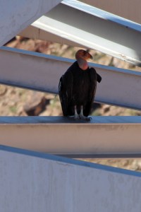 California Condor on Navajo Bridge