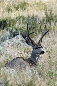 Rocky Mountain Day 2 (23)