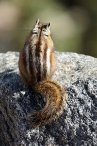 Rocky Mountain Day 2 (47)