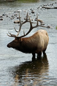 Rocky Mountains (115)