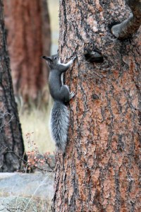 Abert's squirrel