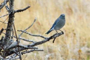 Rocky Mountains (48)