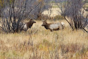 Rocky Mountains (97)