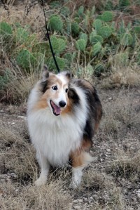 Texas Benji at San Angelo