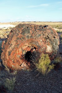 Petrified Forest 3