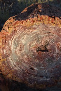 Bark and rings of stone.