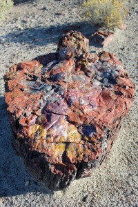 Petrified Forest 6