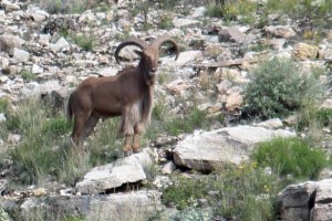 Bighorn Ram