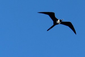 P Frigate Bird (334)