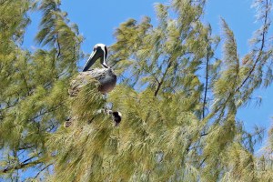 Bahamas Cruise 2016 (94)