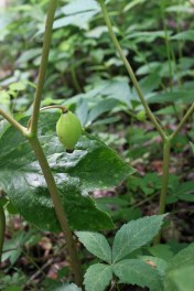 Mayapple