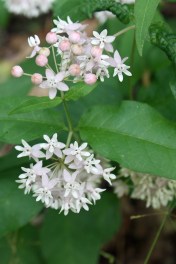 Four-leaved milkweed