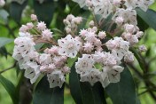 Mountain laurel