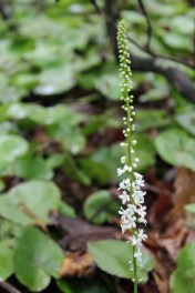Galax