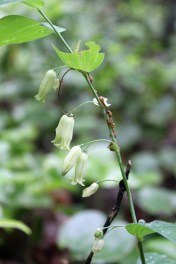 Solomon's seal