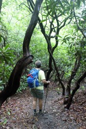 Rhododendron forest