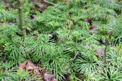 Ground cedar 