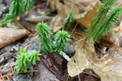 Clubmoss
