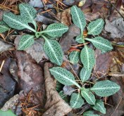 Rattlesnake plantain