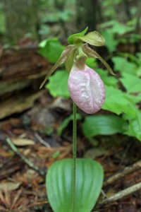 Pink ladyslipper orchid