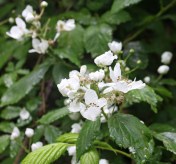 Blackberry