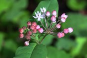 Four-leaved milkweed