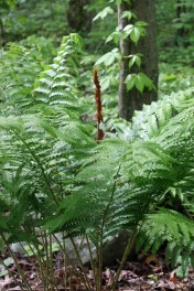 Hike Inn (78)