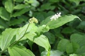 False Solomon's seal