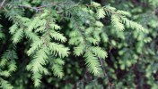 Eastern hemlock