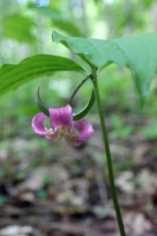 Trillium