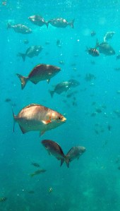 DCIM100GOPROGOPR0210.