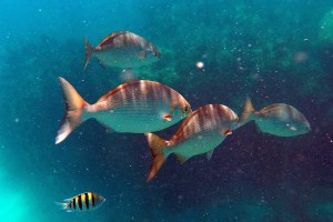 DCIM100GOPROGOPR0212.