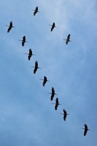 sandhill-cranes-3