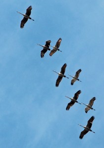 sandhill-cranes