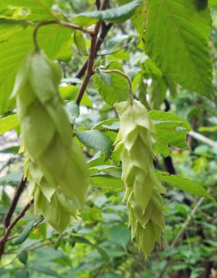hophornbeam